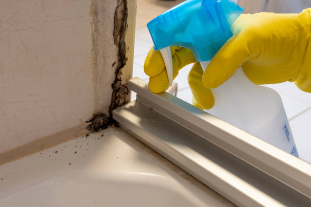 Best Black Mold Remediation in Elm Creek, TX