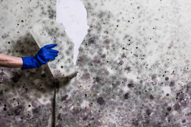 Best Residential Mold Remediation in Elm Creek, TX