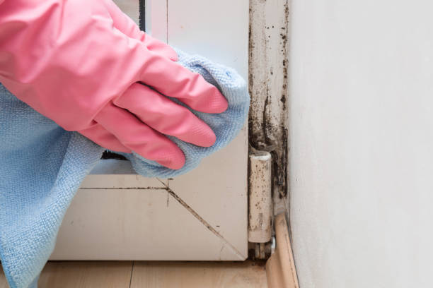 Best Mold Testing and Inspection Services in Elm Creek, TX